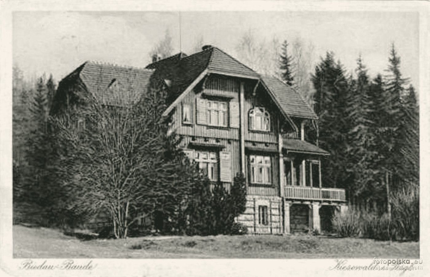 Wśród świerków - 1927